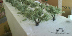 Scale olive trees.